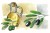 CG.34.91 OLIVE OIL